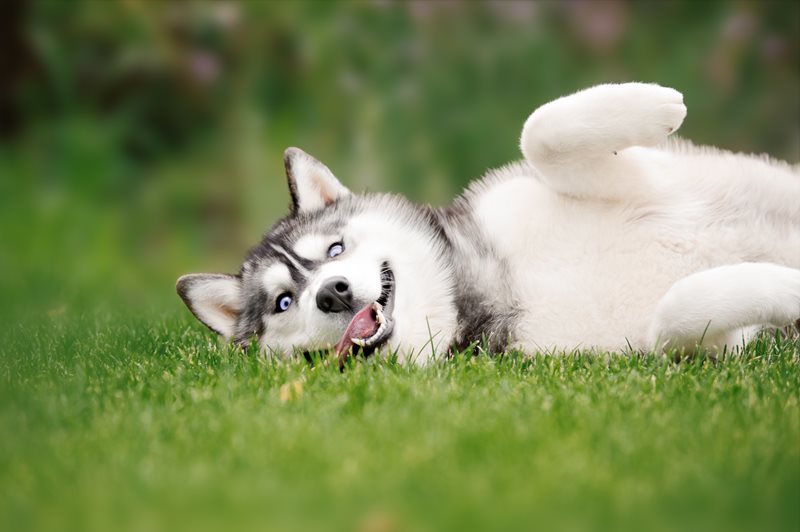 Siberian-Husky-Petsecure.jpeg
