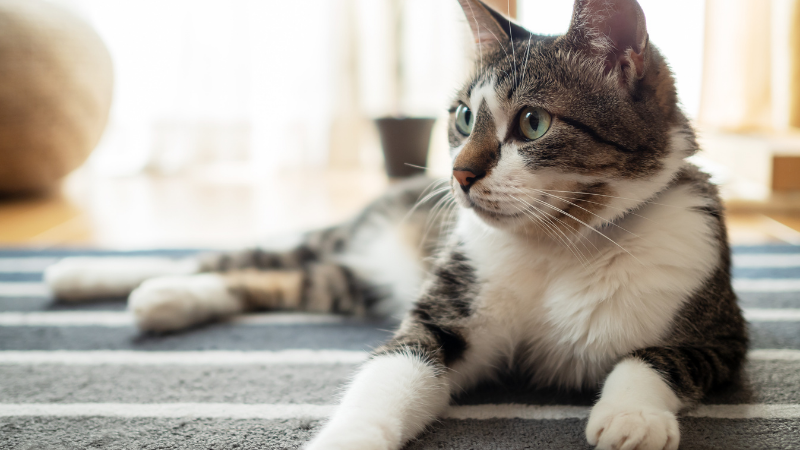 Votre chat est-il prêt à l’imprévu?