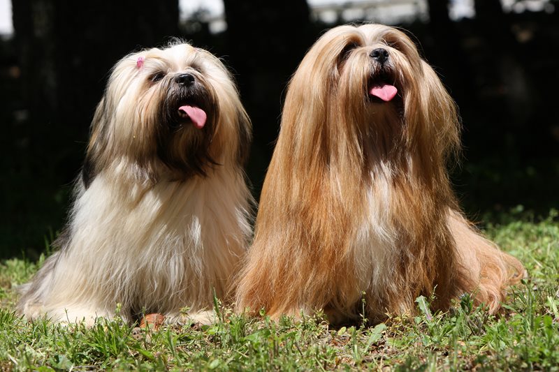Le lhassa apso : histoire, soins et présentation de ce joyeux protecteur