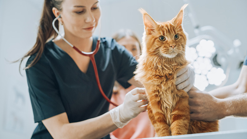 Assurance pour animaux de compagnie : Guide de départ