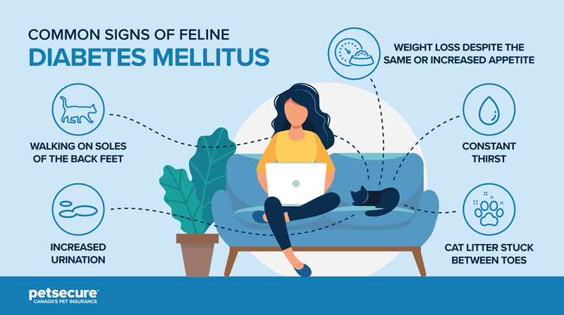 cat-diabetes-infographic.png cat-diabetes-infographic.png