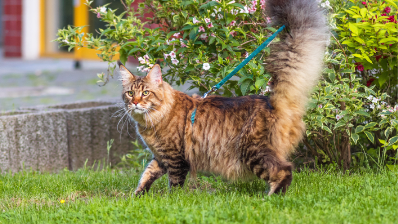 Est-il préférable de garder les chats à l’intérieur ou de leur permettre d’aller à l’extérieur?