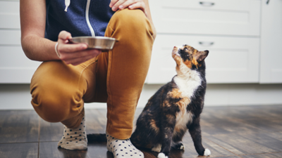 8 common dangerous foods for cats