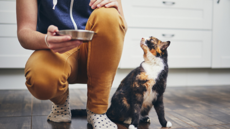 8 common dangerous foods for cats