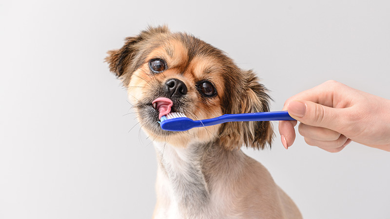 Why Petsecure’s dental plans are better