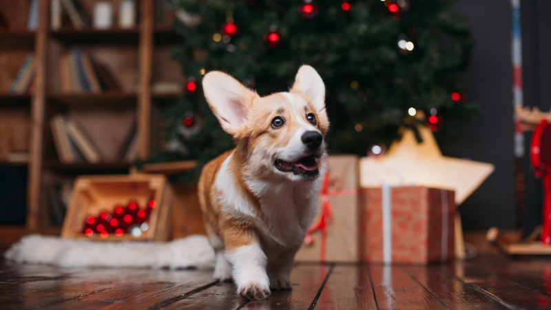 Conseils de sécurité des fêtes pour votre animal