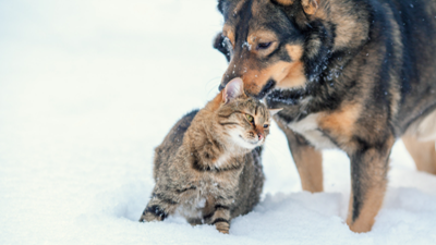 How to treat and prevent frostbite in cats and dogs
