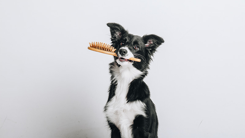 Why winter dog grooming is a must