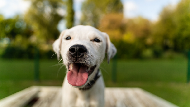 Cinq conseils pour prévenir les problèmes de santé chez votre animal de compagnie