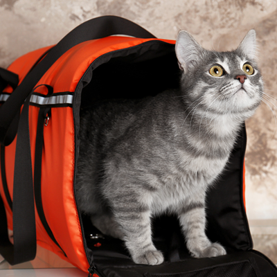 Cat-in-soft-shell-carrier.png Cat-in-soft-shell-carrier.png