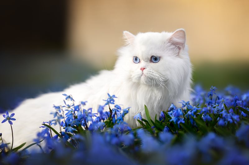 A Persian cat walks among blue flowers outdoors