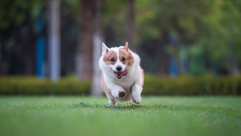 5 conseils pour une visite amusante et sans stress au parc canin