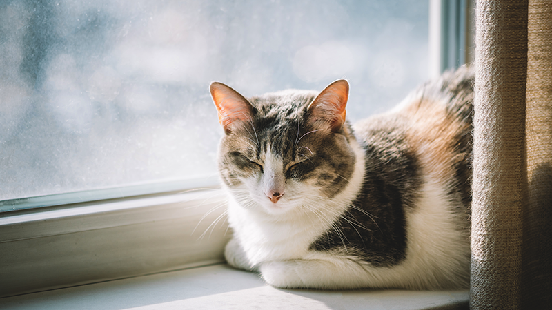 How to tell if your cat is sick