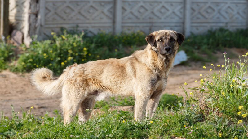 Karabash