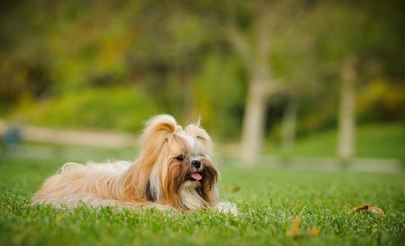 Shih-Tzu-Petsecure.jpeg