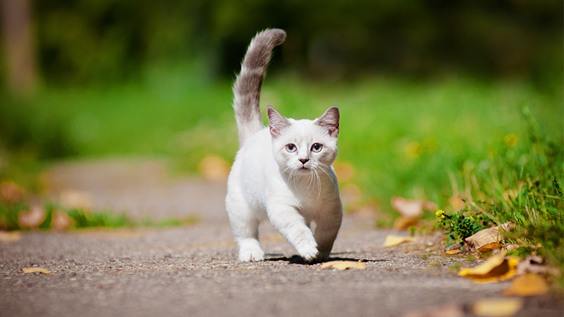 Chats Munchkin : tout savoir sur leur santé, leurs soins et leurs adorables pattes courtes