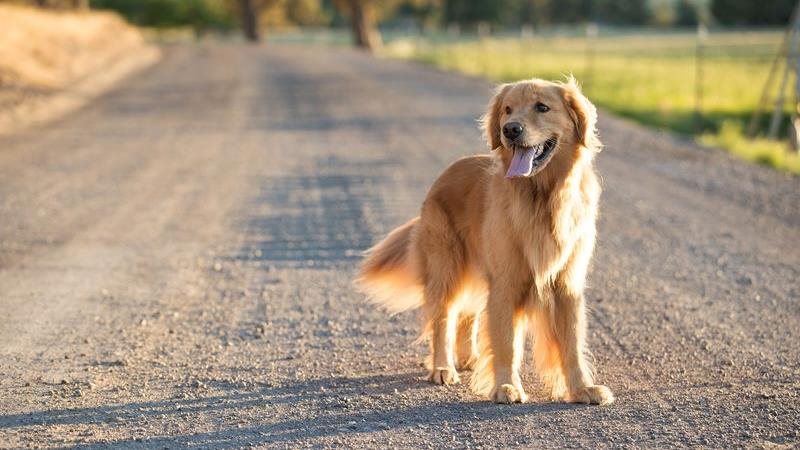 The golden guide: all things Golden Retriever