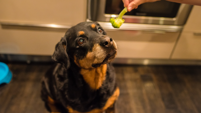 Foods your dog shouldn’t eat