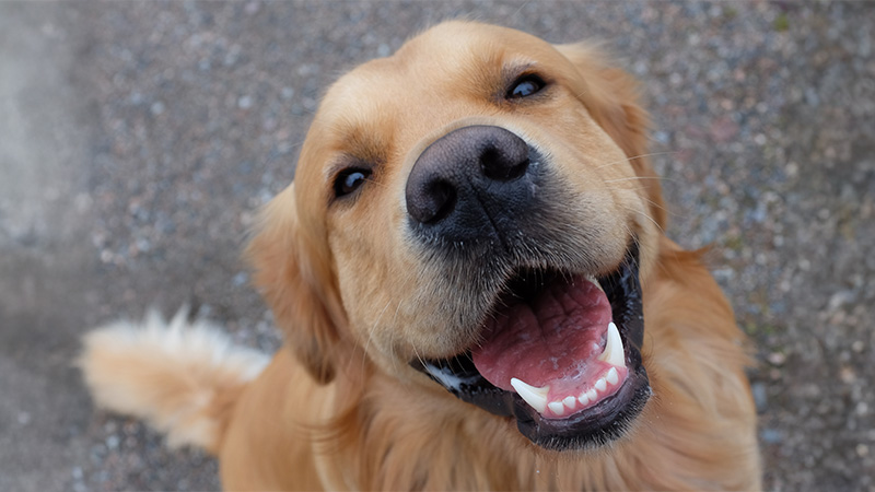 The golden guide: All things Golden Retriever