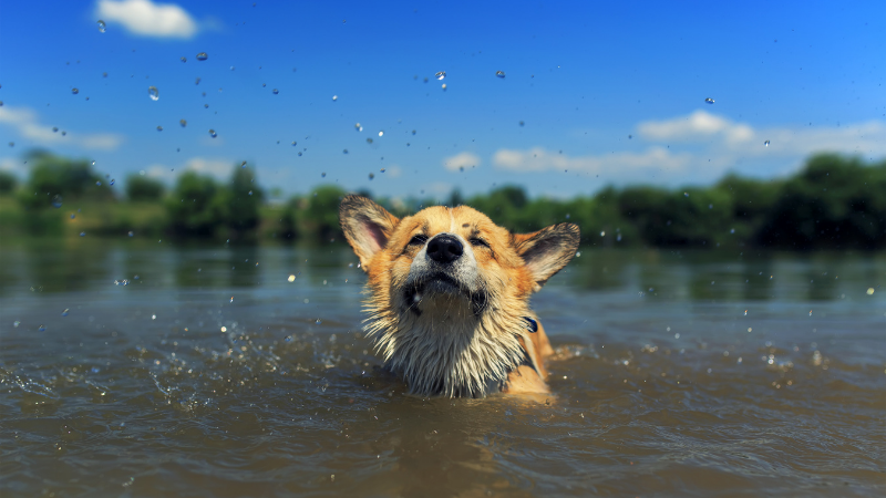 Algae and your dog