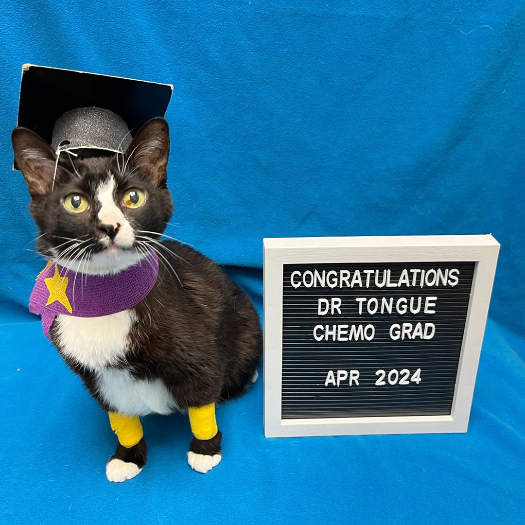 blog-image-1.jpg A black and white cat wearing a graduation cap