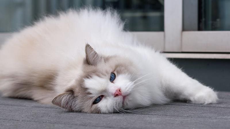 Ragdoll cats: the ultimate guide for pet lovers