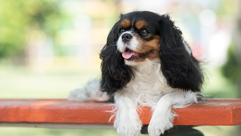 7.jpeg A King Charles Cavalier Spaniel posing on a bench