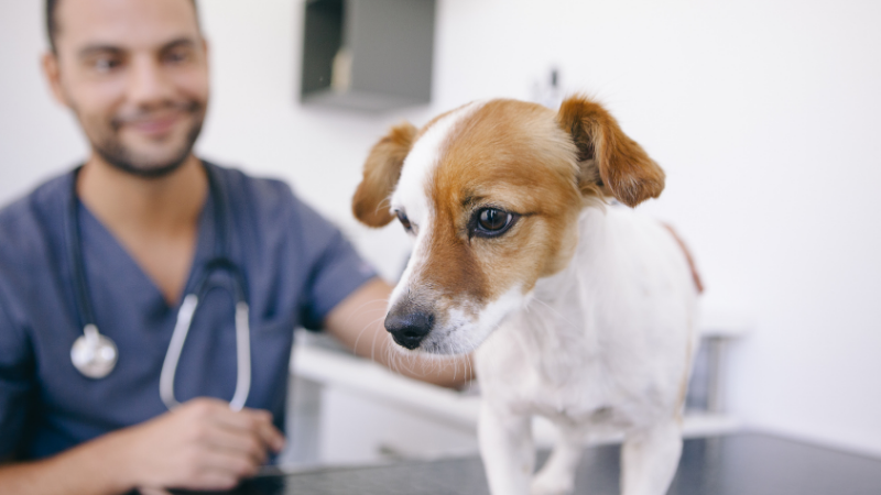 Introduction à la prévention des parasites