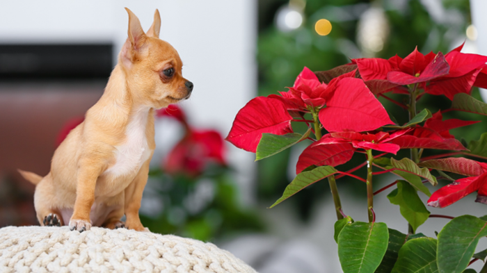 Little-dog-with-a-poinsetta.png