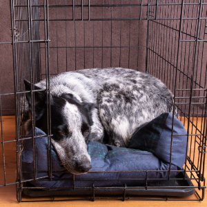 Dog-sleeping-in-crate.png