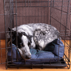 A black and white spotted dog lays in its metal crate.