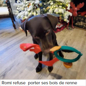 Cadeau de Noël : liste de 10 idées chat et chien pour faire plaisir