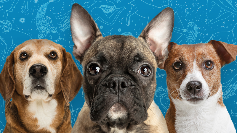 Dog breeds as zodiac signs