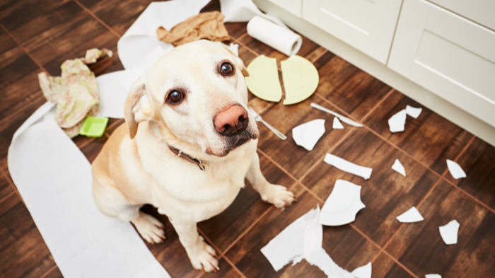 guilty-dog-in-kitchen.png