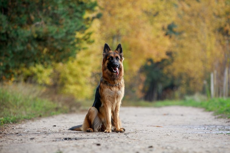 German-Shepherd-Petsecure-(1).jpeg German-Shepherd-Petsecure-(1).jpeg