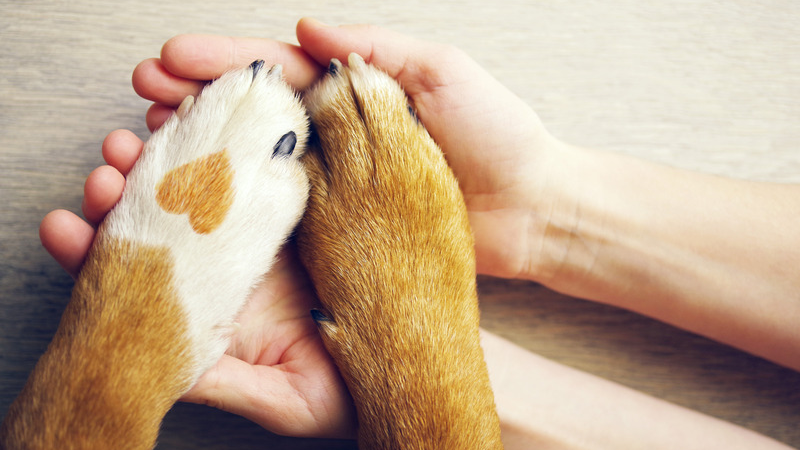 Ce que couvre l’assurance maladie pour animaux de compagnie de Petsecure : Guide rapide