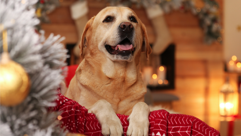 4 façons de célébrer avec vos chiens en toute sécurité