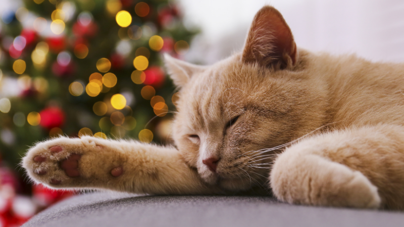 Conseils pour garder votre animal calme pendant les fêtes