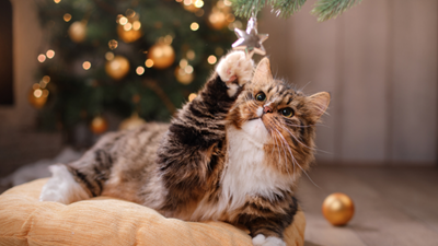 The 4 most important holiday safety tips for cats