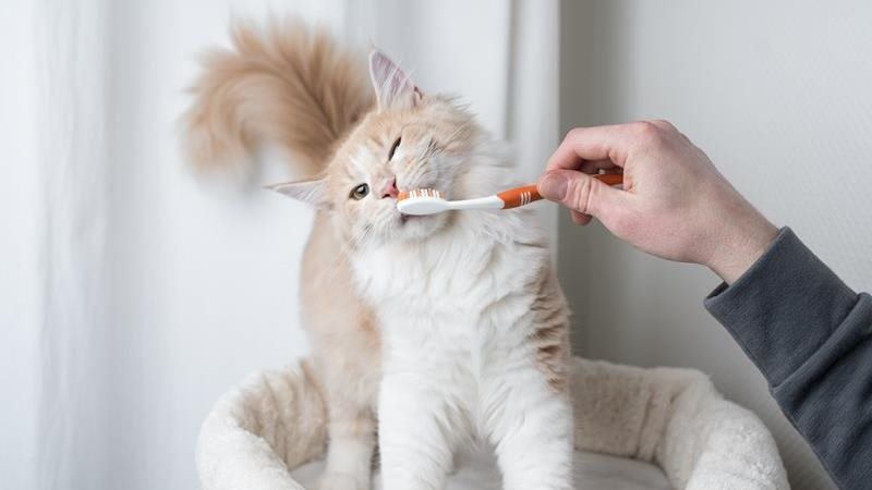 What causes bad breath in cats?