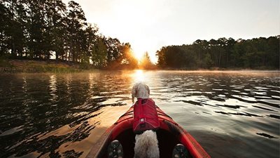 How to boat safely with your dog