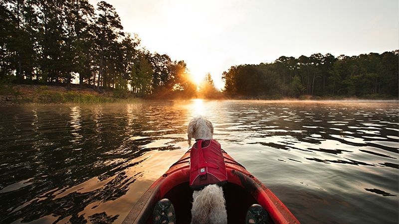How to boat safely with your dog
