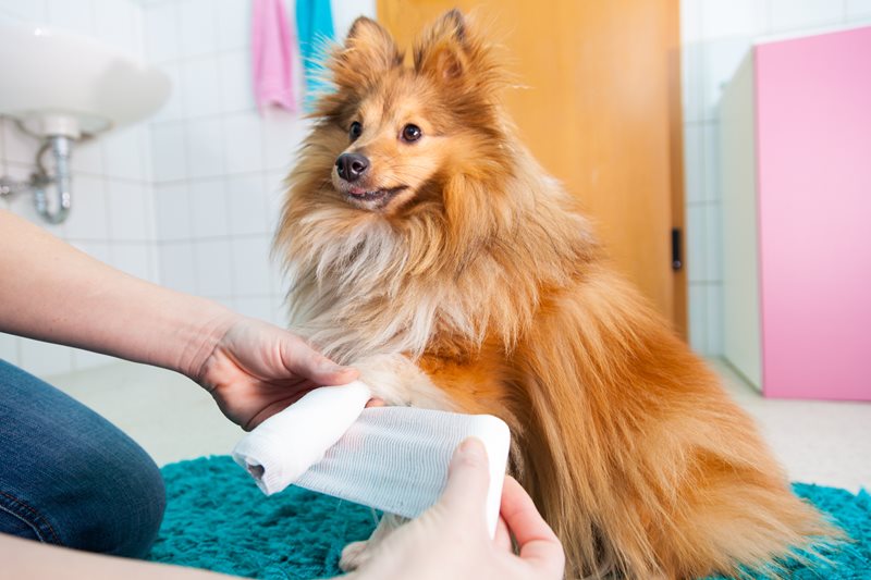Pet emergencies: be prepared