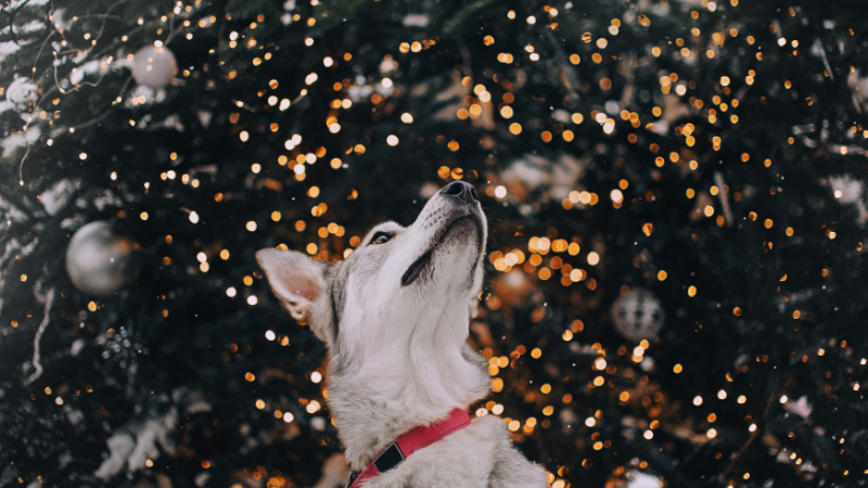 Healthy New Year’s resolutions for you and your pet