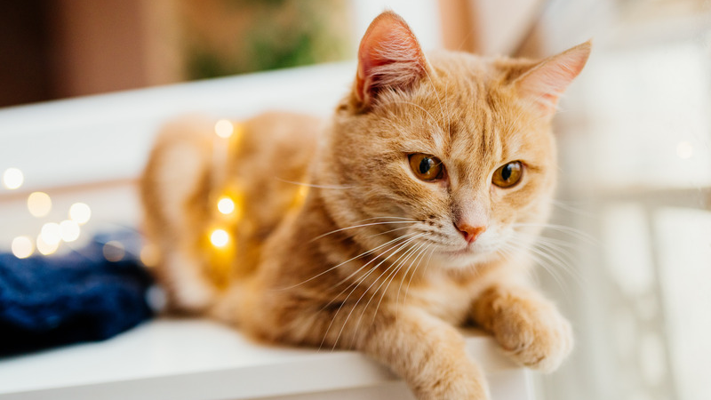 The 4 Most Important Holiday Safety Tips for Cats