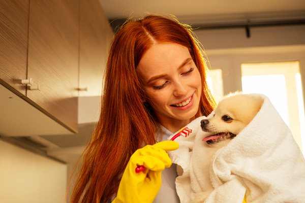 A red haired woman brushes her white Pomeranians teeth at home.