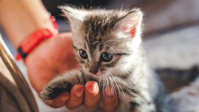 Tips for bringing home a kitten
