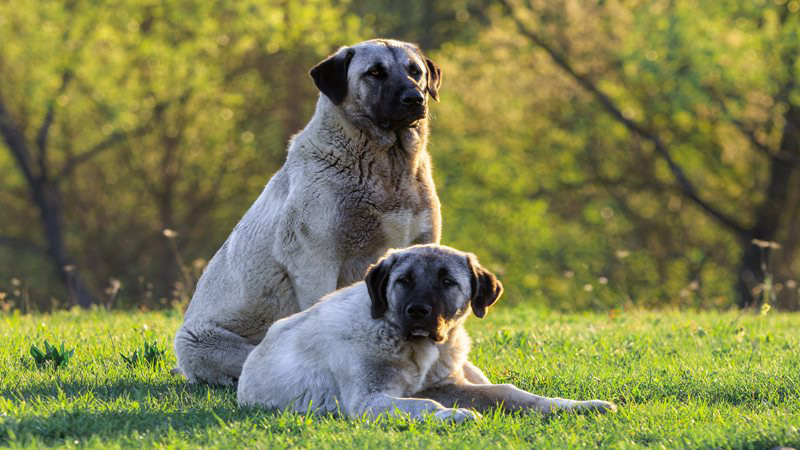 Kangal