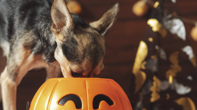4 safety tips for your pets on Halloween