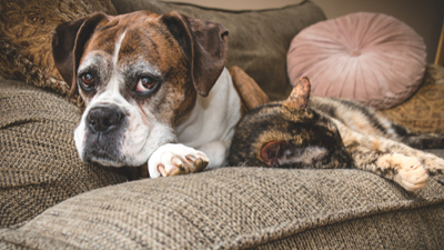 5 reasons to adopt a senior cat or dog